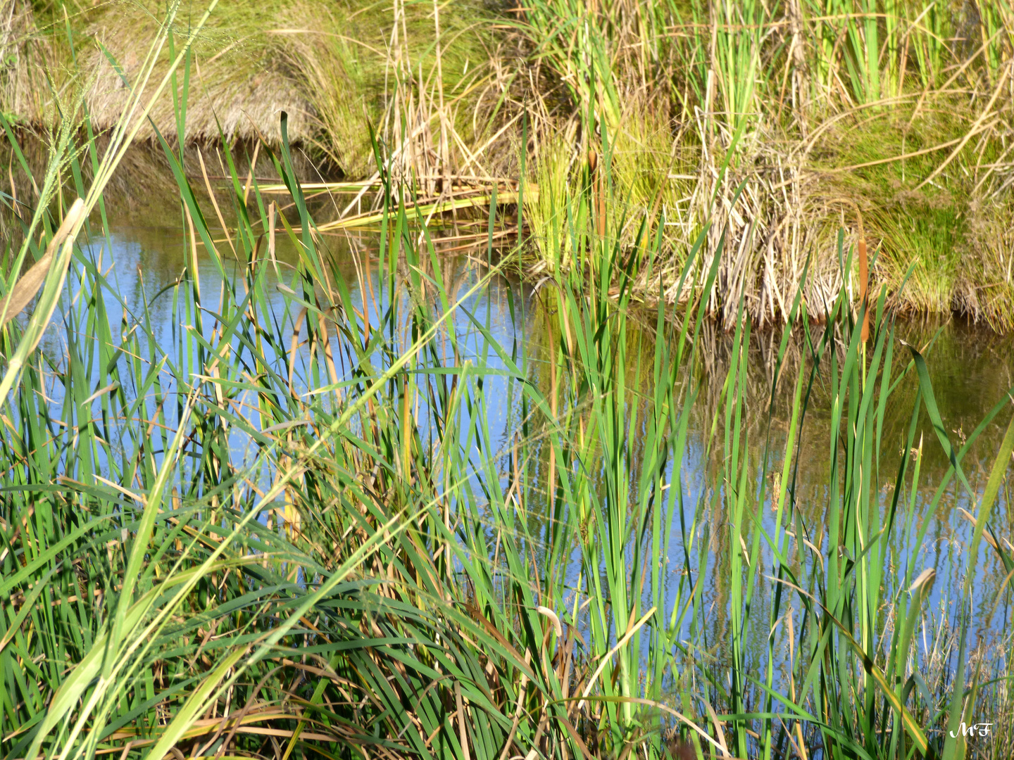 Herbes folles