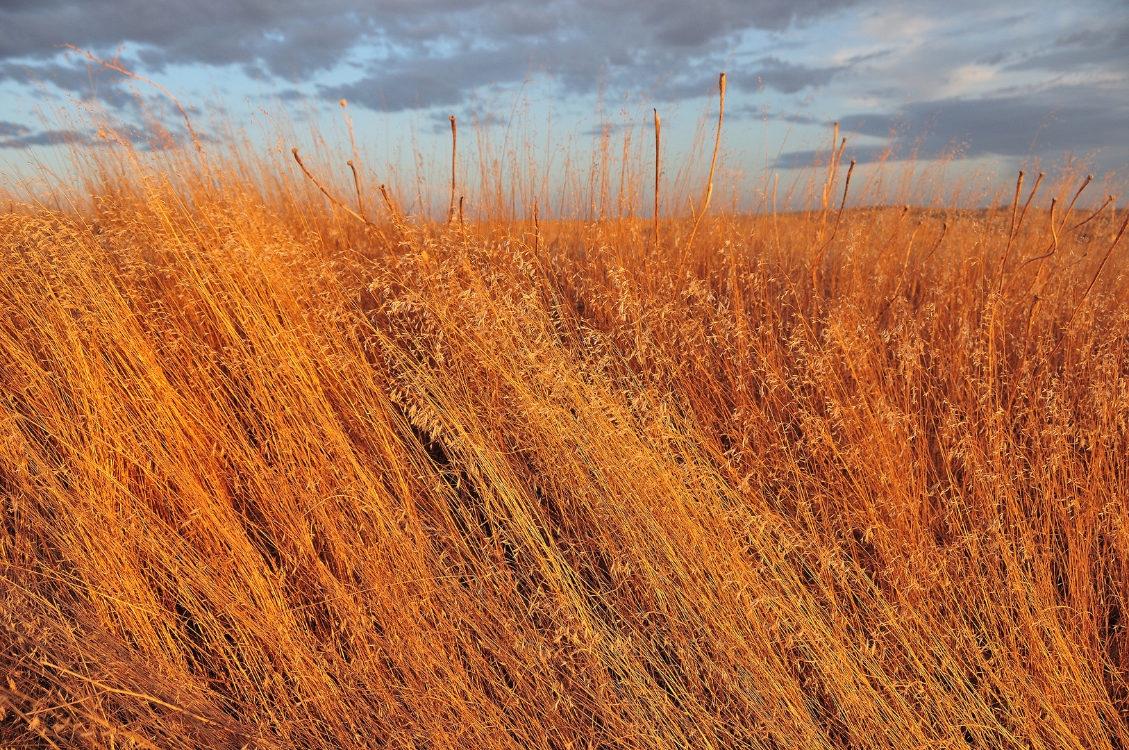 Herbes folles - Lever de Soleil sur le Grande Prairie