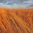 Herbes folles - Lever de Soleil sur le Grande Prairie