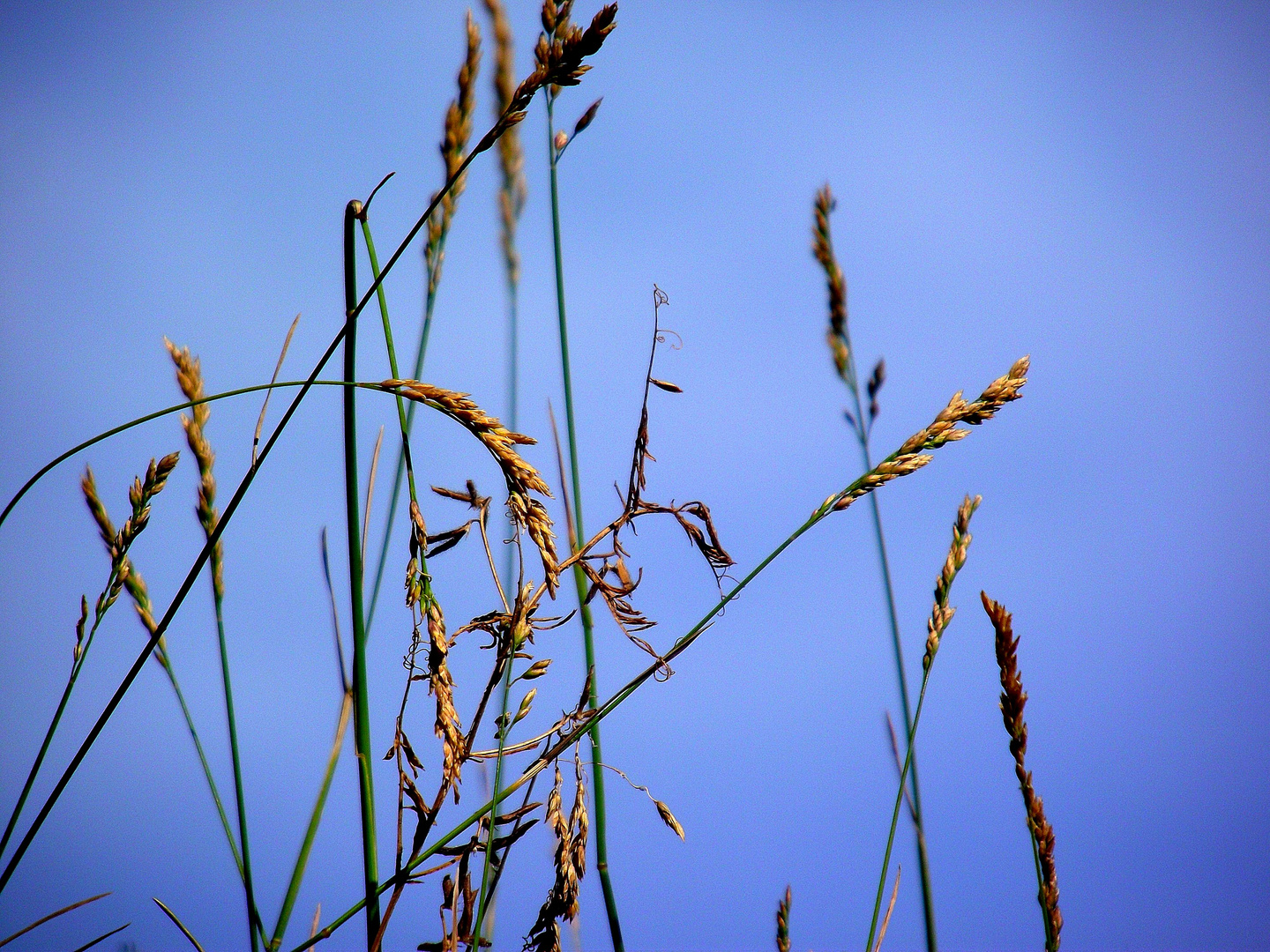 HERBES FOLLES SUR UN MUR