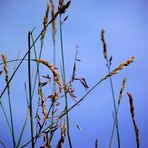 HERBES FOLLES SUR UN MUR