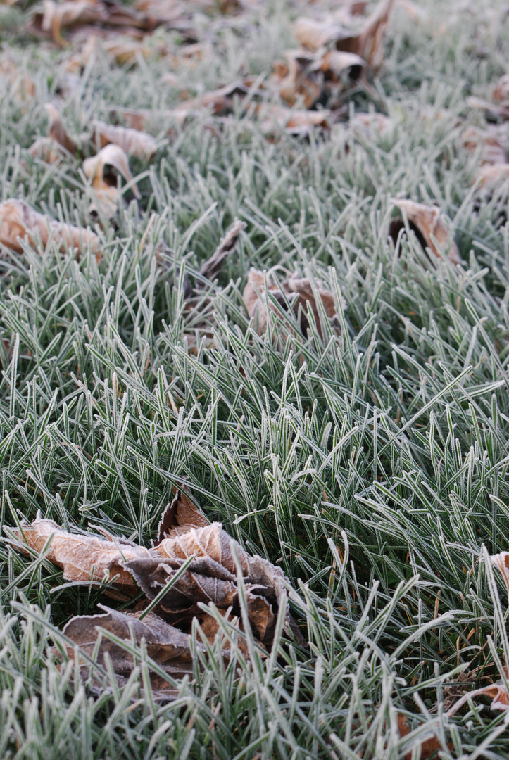 Herbes gelées