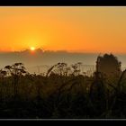 Herbes matinales