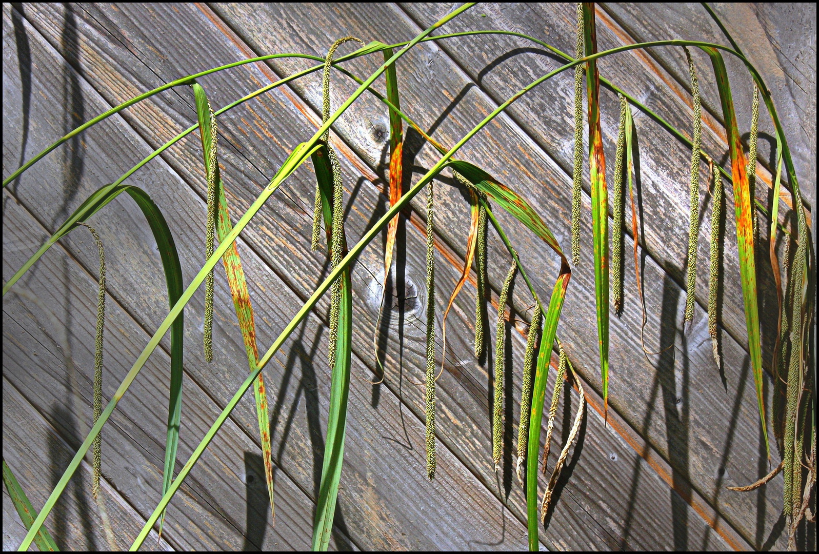 Herbes rouillées