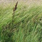 Herbes sur la plage