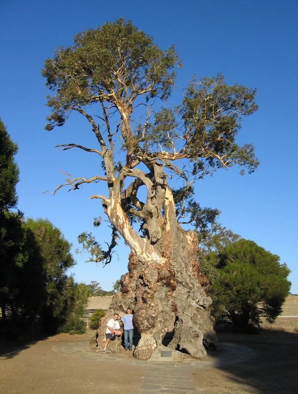 Herbig Gum Tree