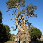 Herbig Gum Tree