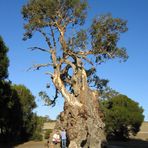 Herbig Gum Tree