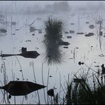 Herbisweiher im Morgennebel