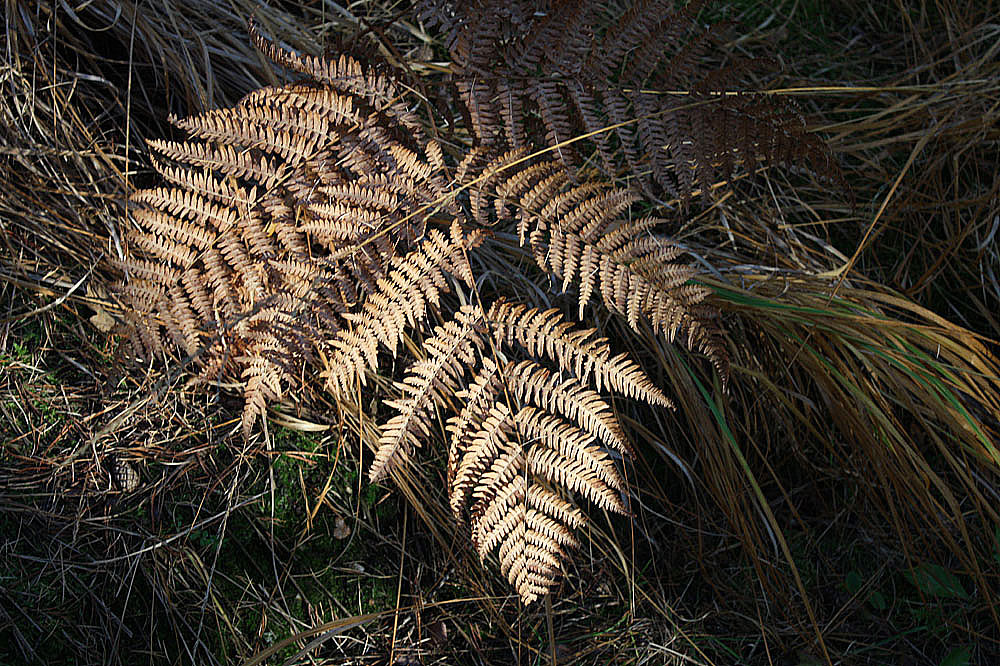 herbliche Farme