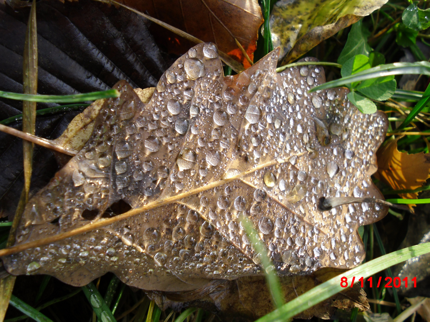 Herbliches Blatt im November ,Rurberg Eifel`