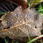 Herbliches Blatt im November ,Rurberg Eifel`