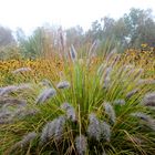 Herbsblumenfärbung im Norderstedterstadtpark