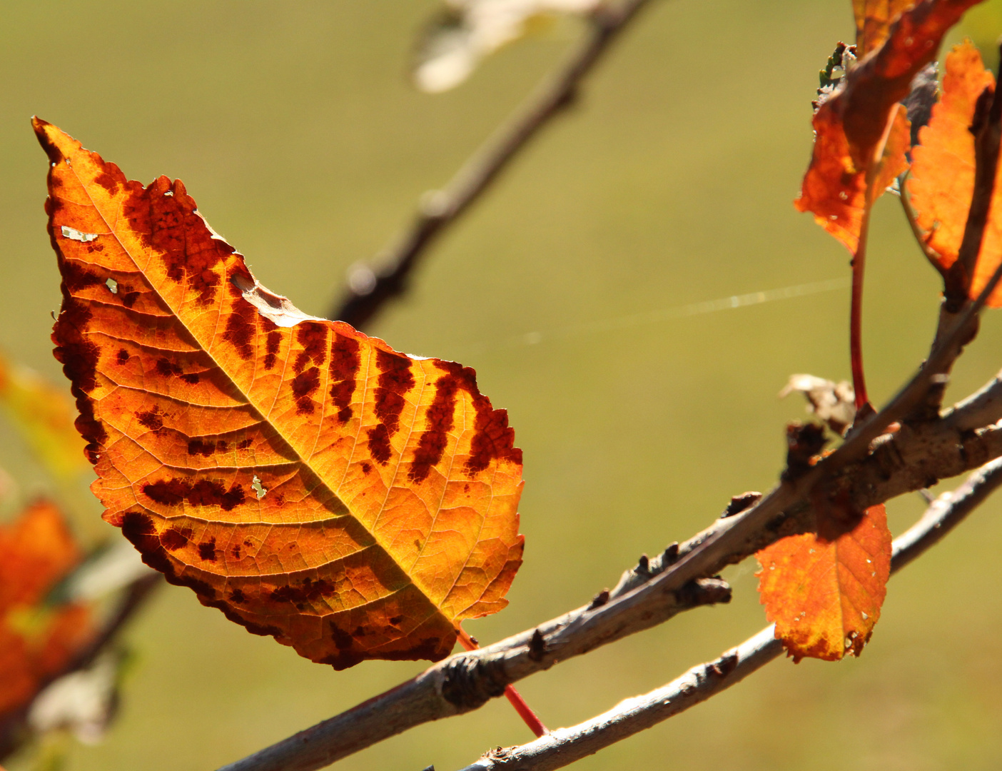 Herbscht-Blatt