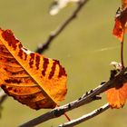 Herbscht-Blatt