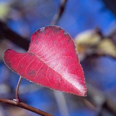 Herbscht - Moschtbirabaumblatt ;-))