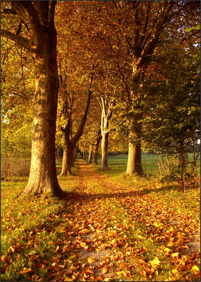 Herbscht - Roscht