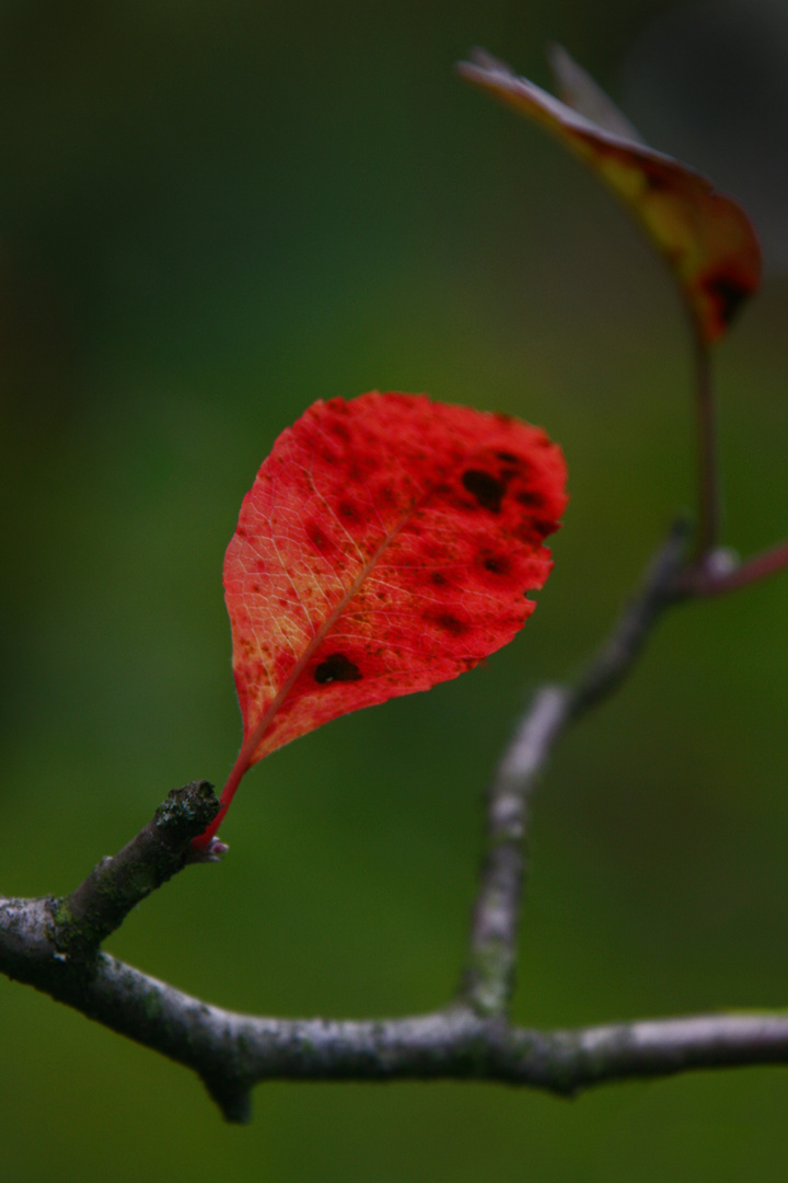 Herbschtblatt