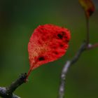 Herbschtblatt