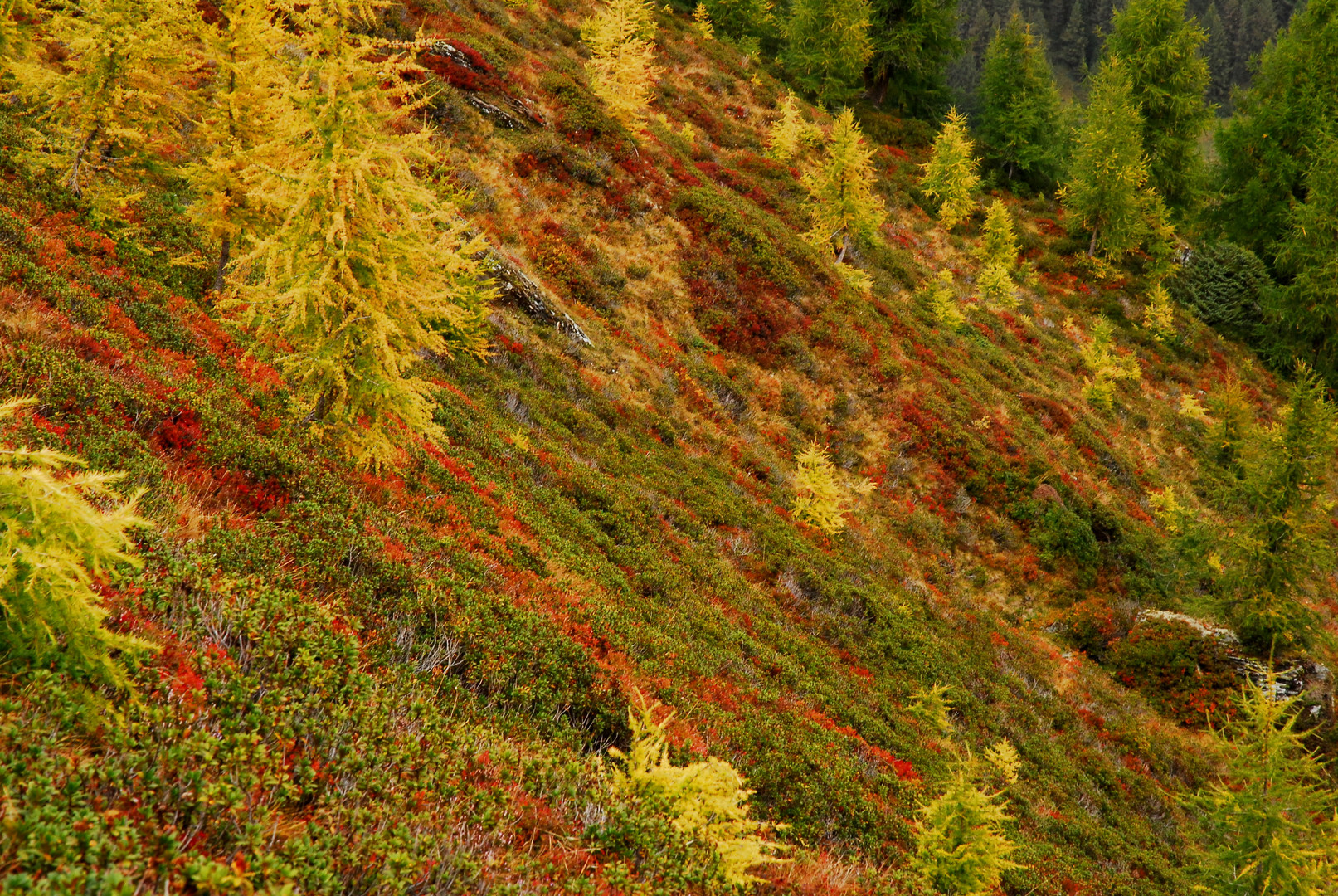 Herbsfarben an der Baumgrenze