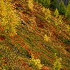 Herbsfarben an der Baumgrenze