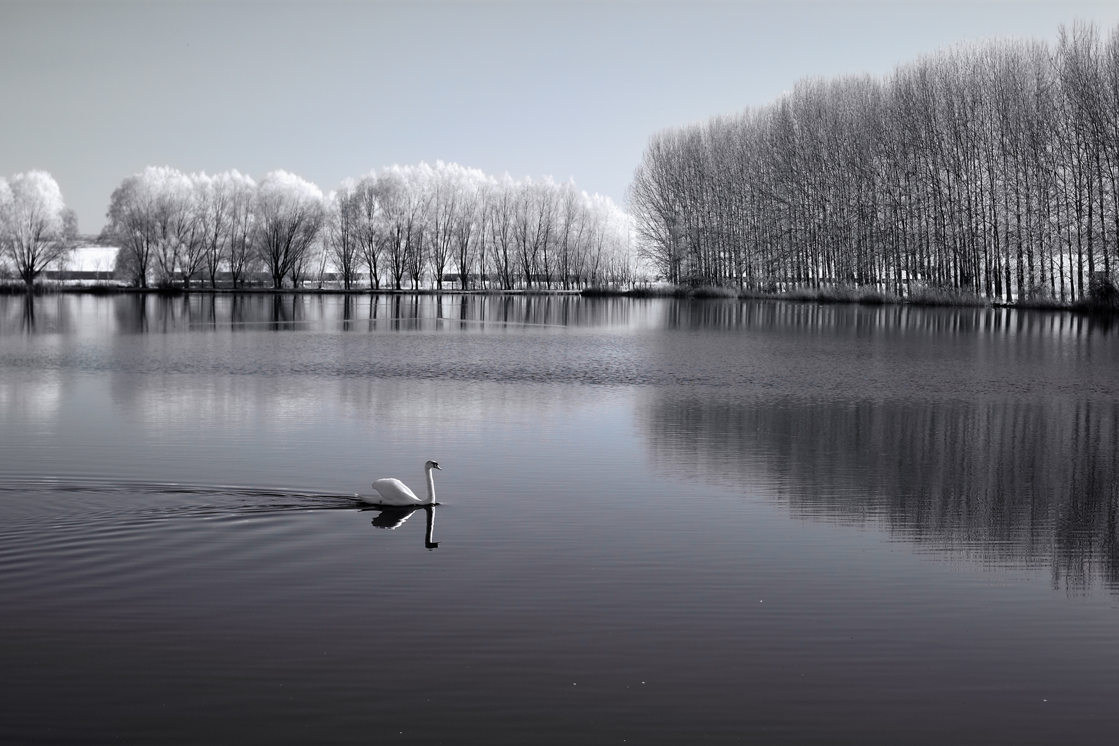 Herbslebener Teiche [IR] Foto & Bild natur, tiere, enten Bilder auf