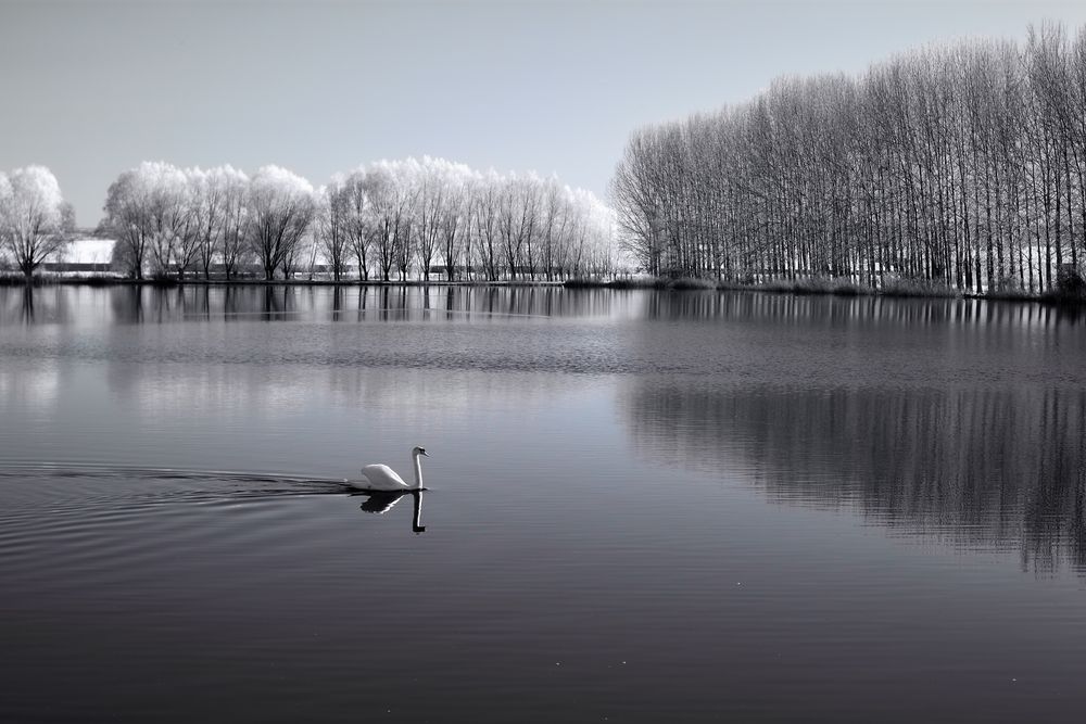 Herbslebener Teiche [IR] Foto & Bild natur, tiere, enten Bilder auf