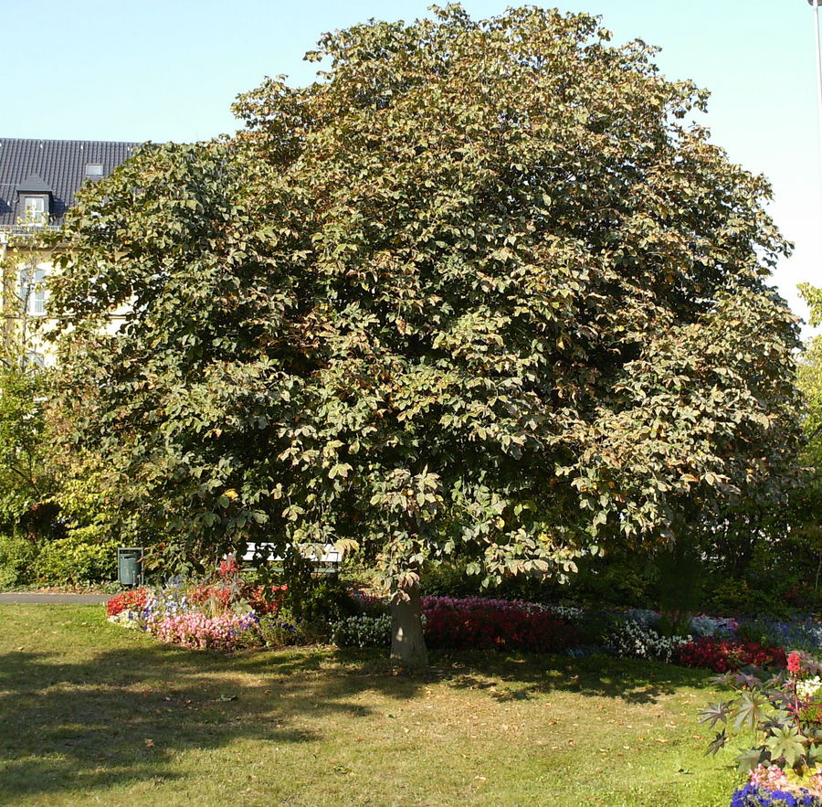 Herbslich schön....