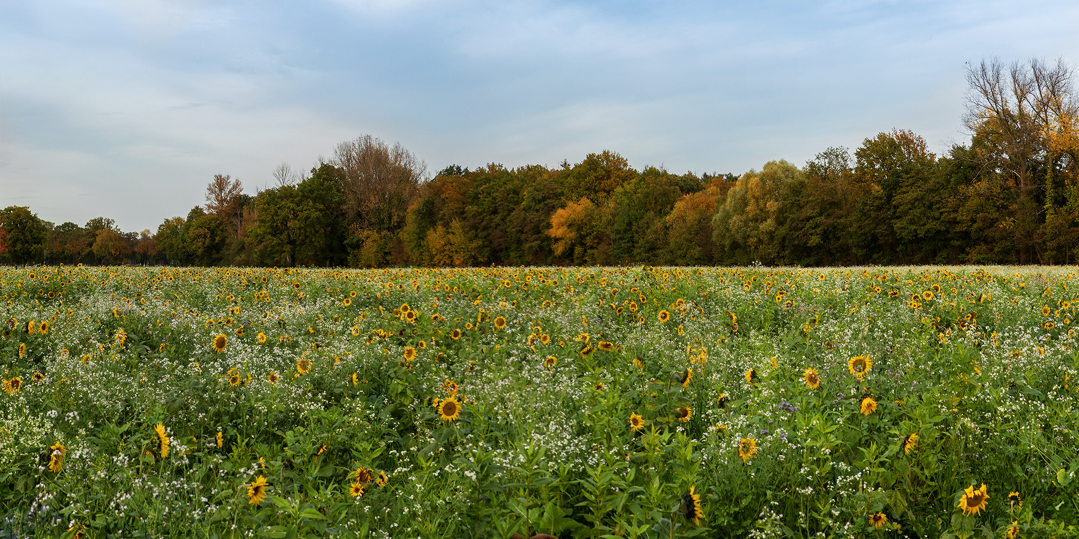 Herbsliches aus Lippstadt