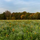 Herbsliches aus Lippstadt