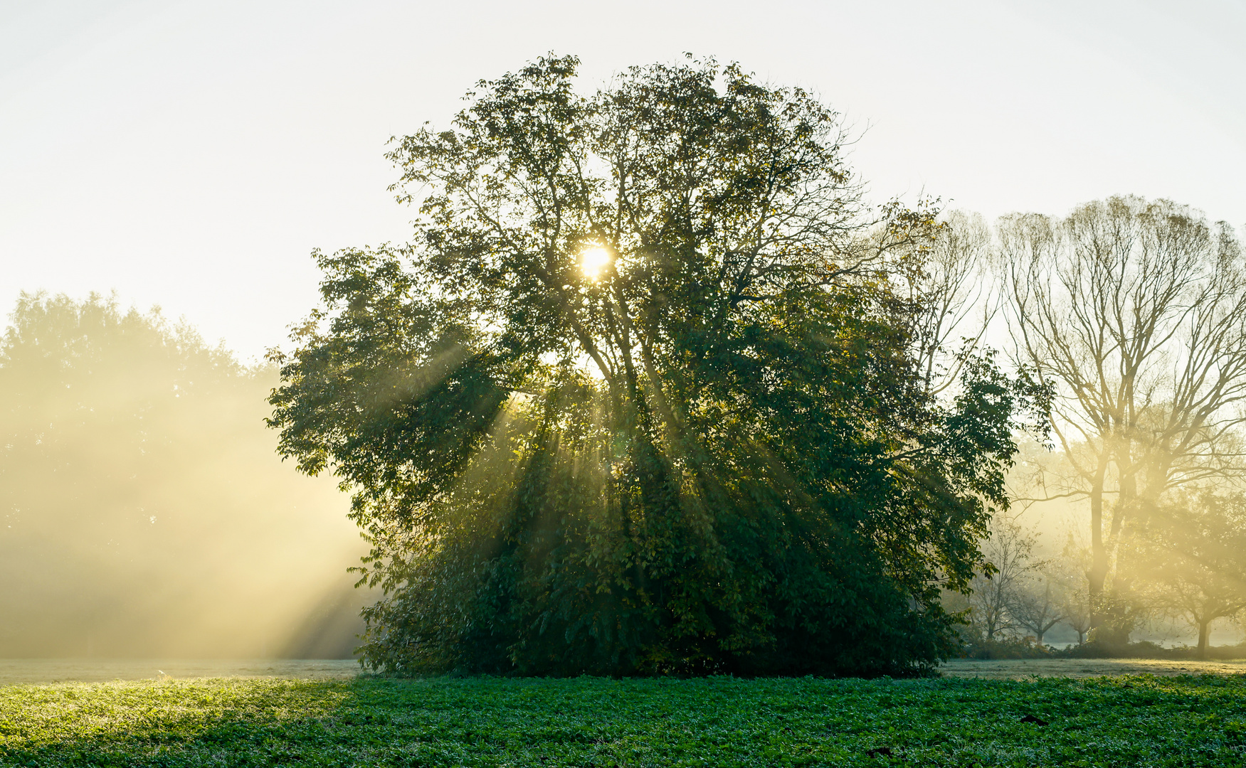 Herbsmorgen