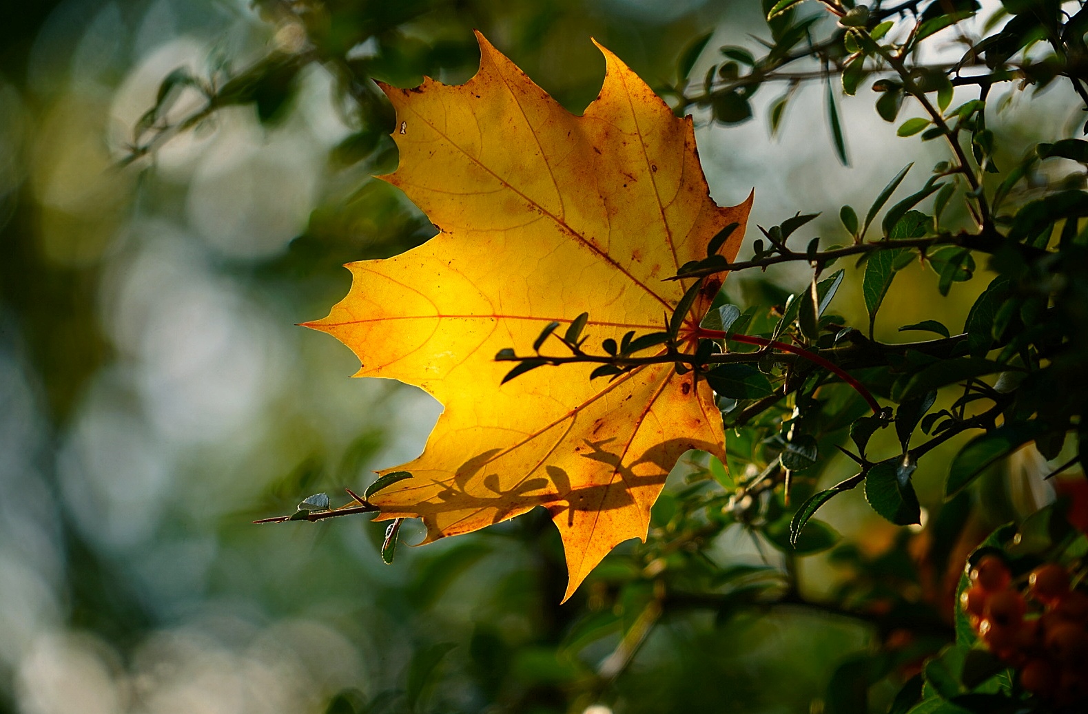 Herbst! 