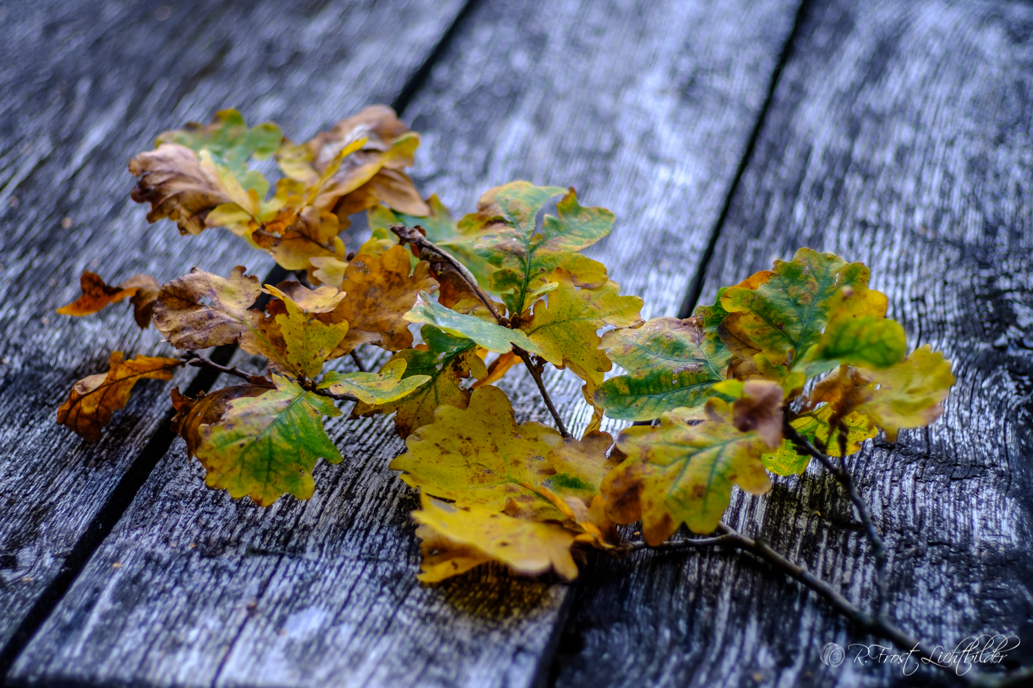 Herbst