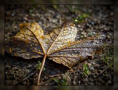 Herbst 01