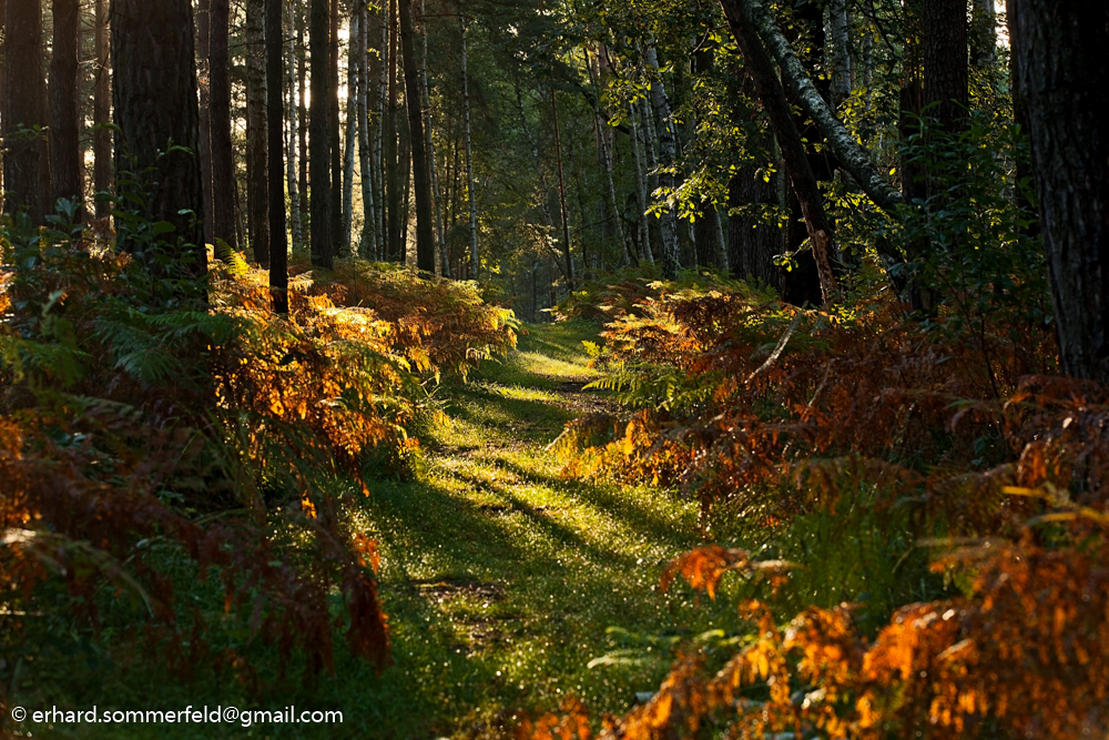 Herbst