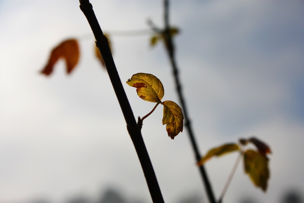 Herbst