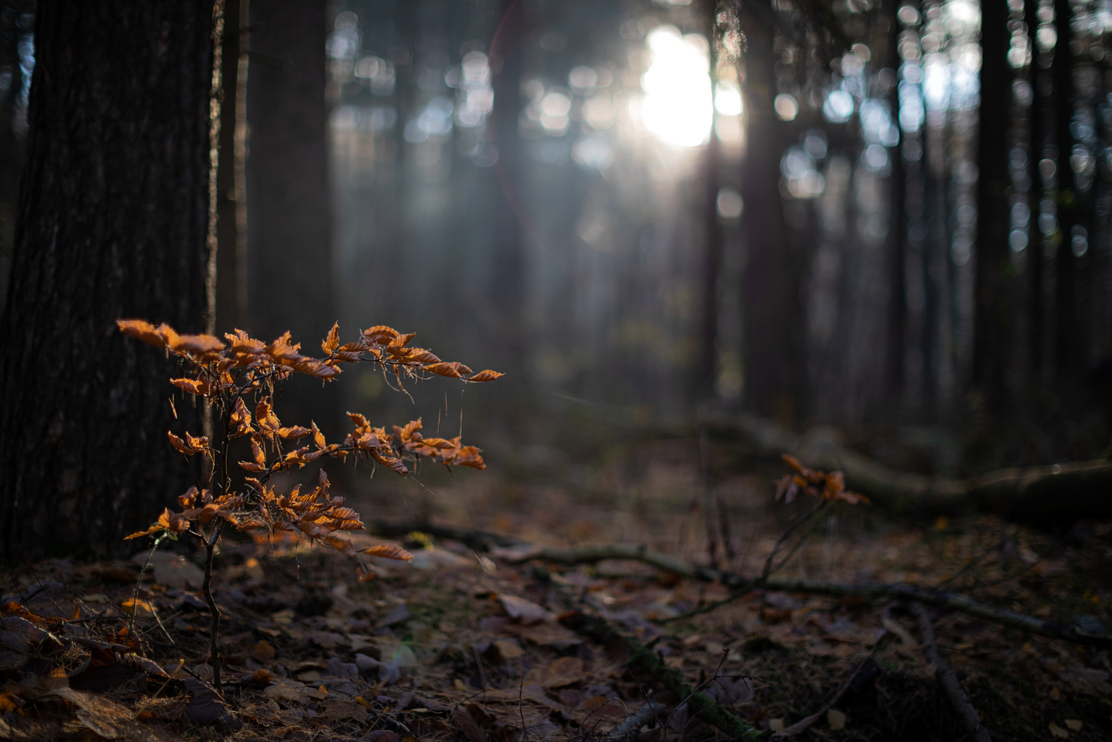 Herbst