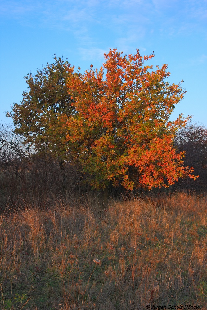 Herbst