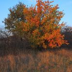 Herbst