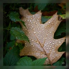 Herbst 03
