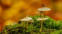 Herbst 03, Fliege-Pilz, 2020.10.29