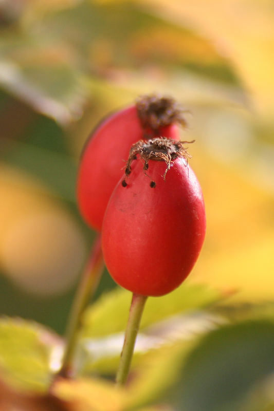 Herbst