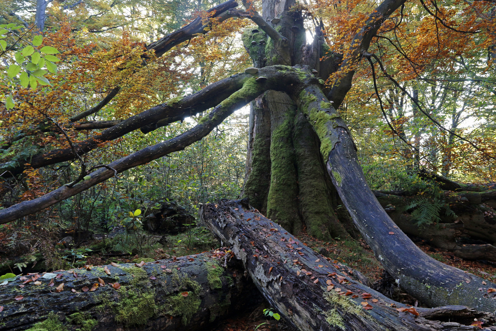 Herbst