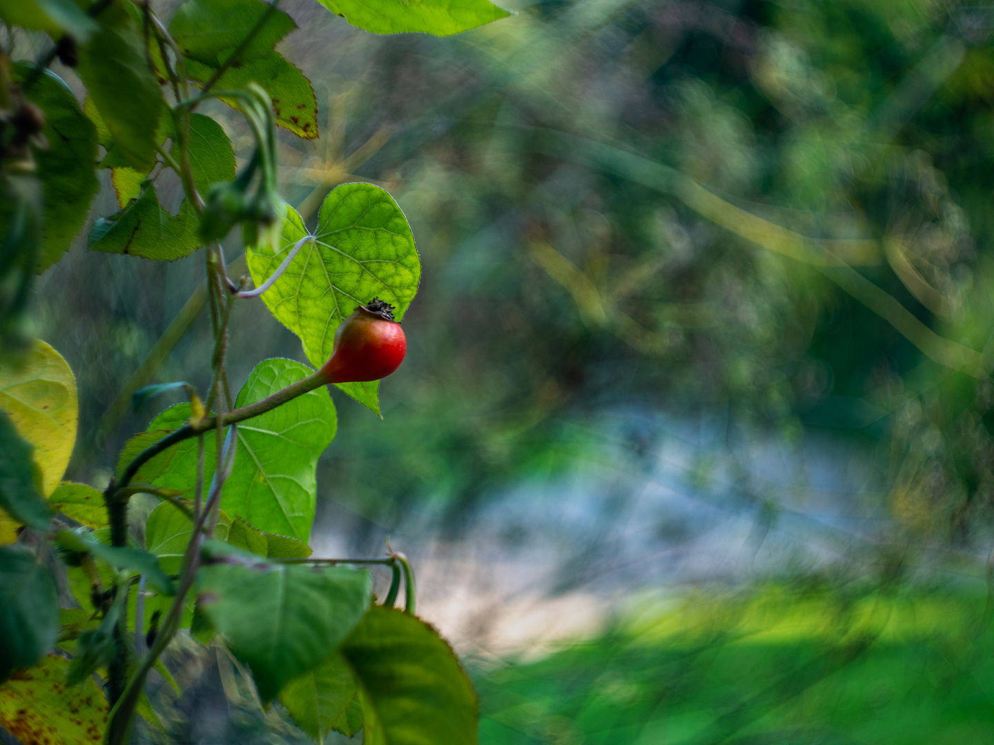 Herbst