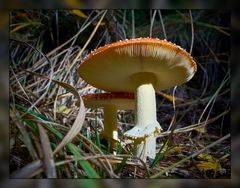 Herbst 05