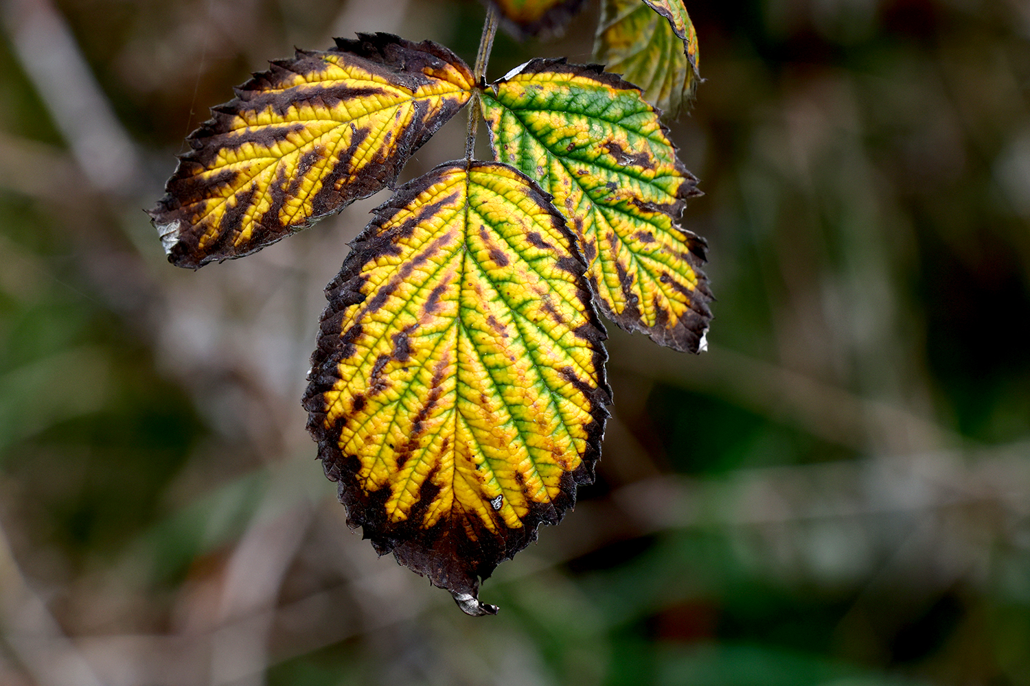 Herbst