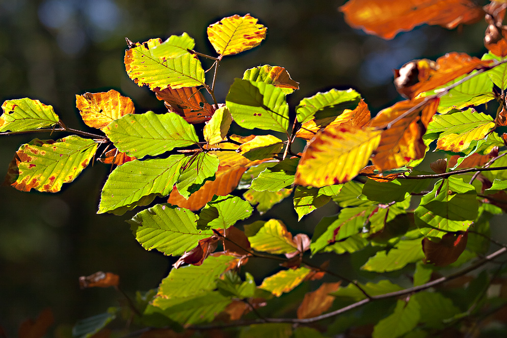 Herbst