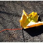 Herbst 06