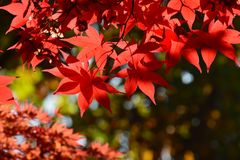 Herbst
