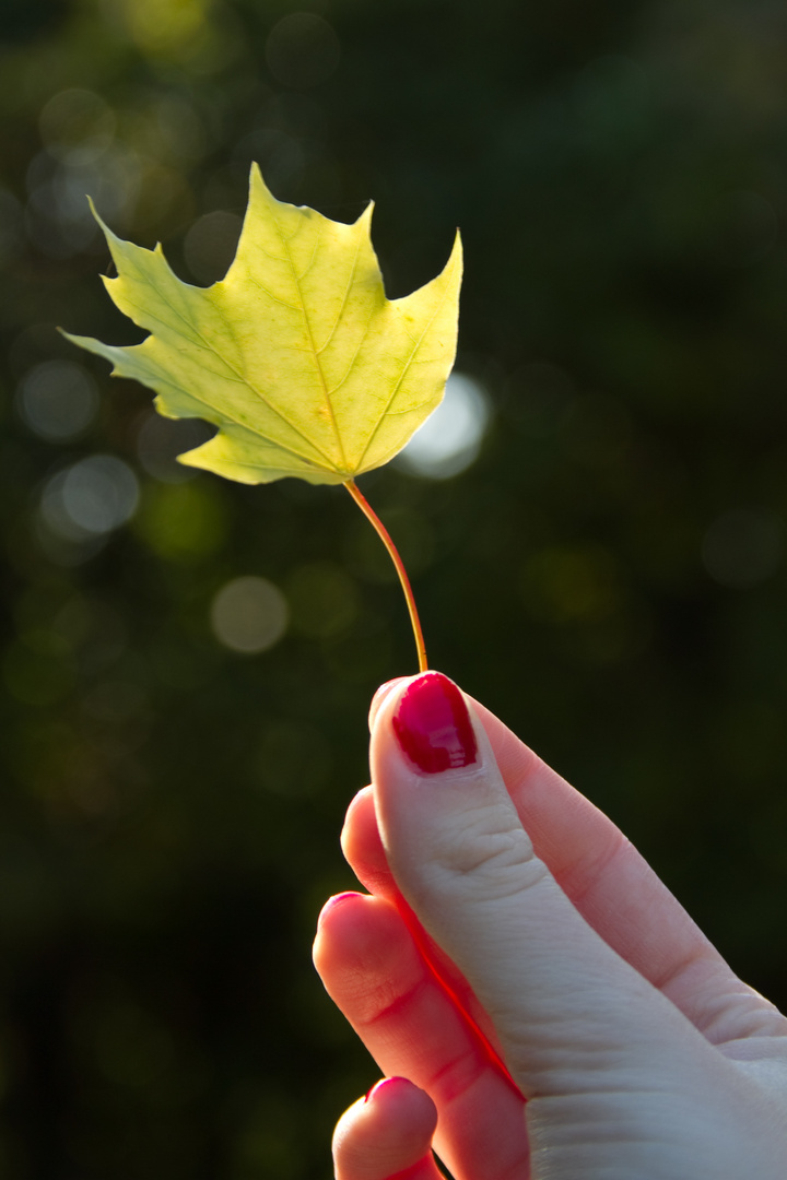 Herbst